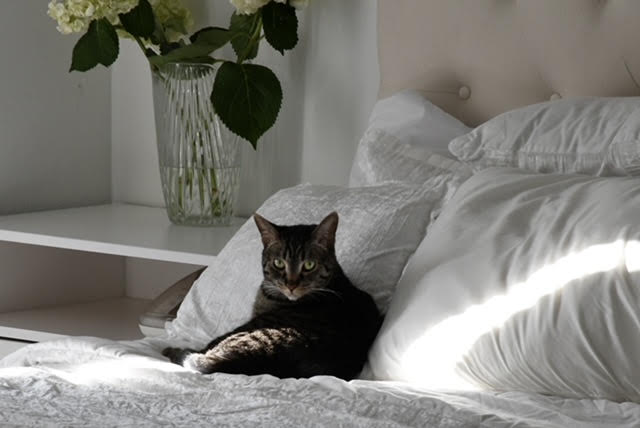 A cat resting on a bed with white pillows, sunlight streaming in, and a vase with green leaves on a shelf nearby.