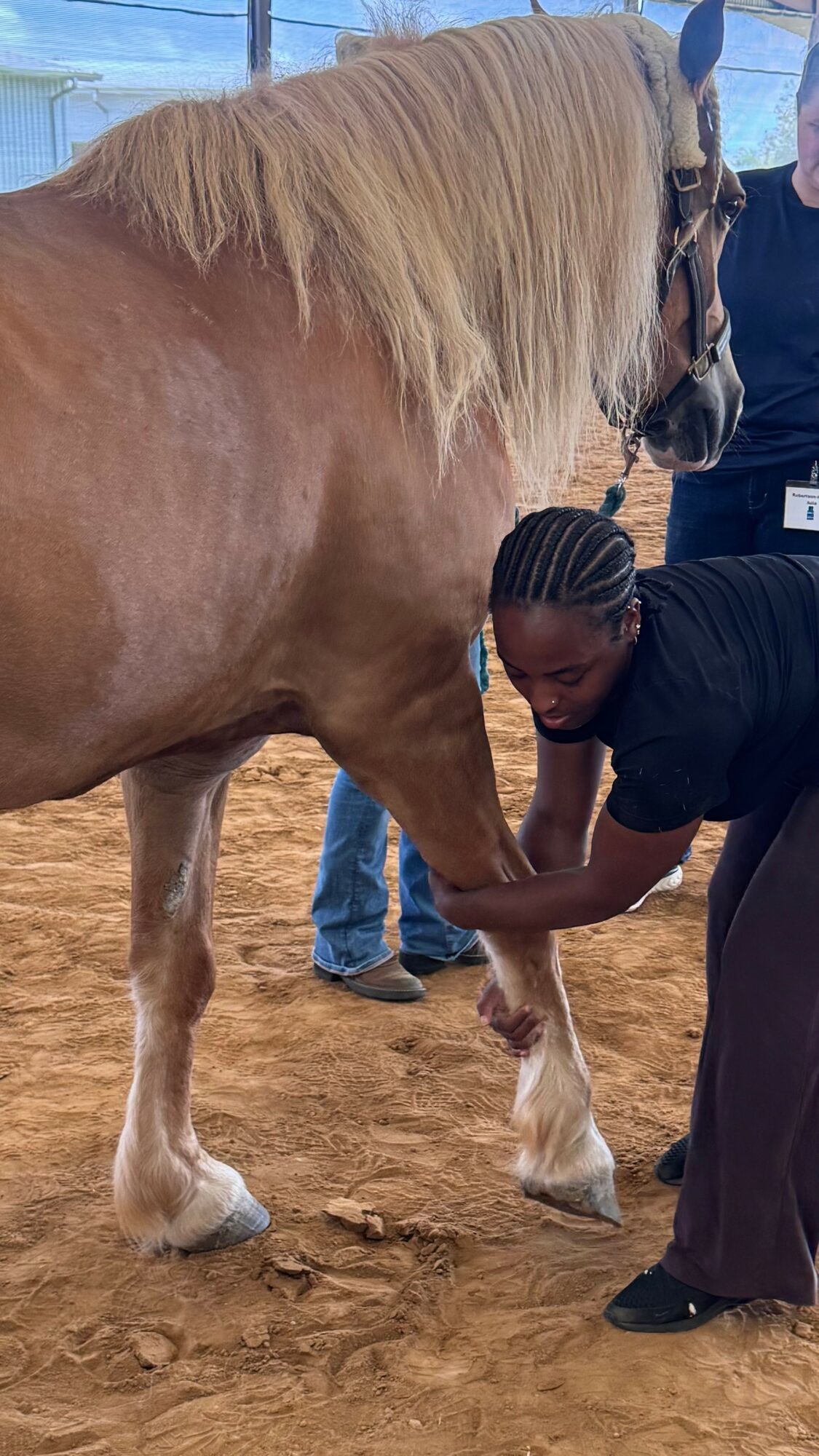 Person grooming a large, light-colored horse with a long mane in an indoor arena.