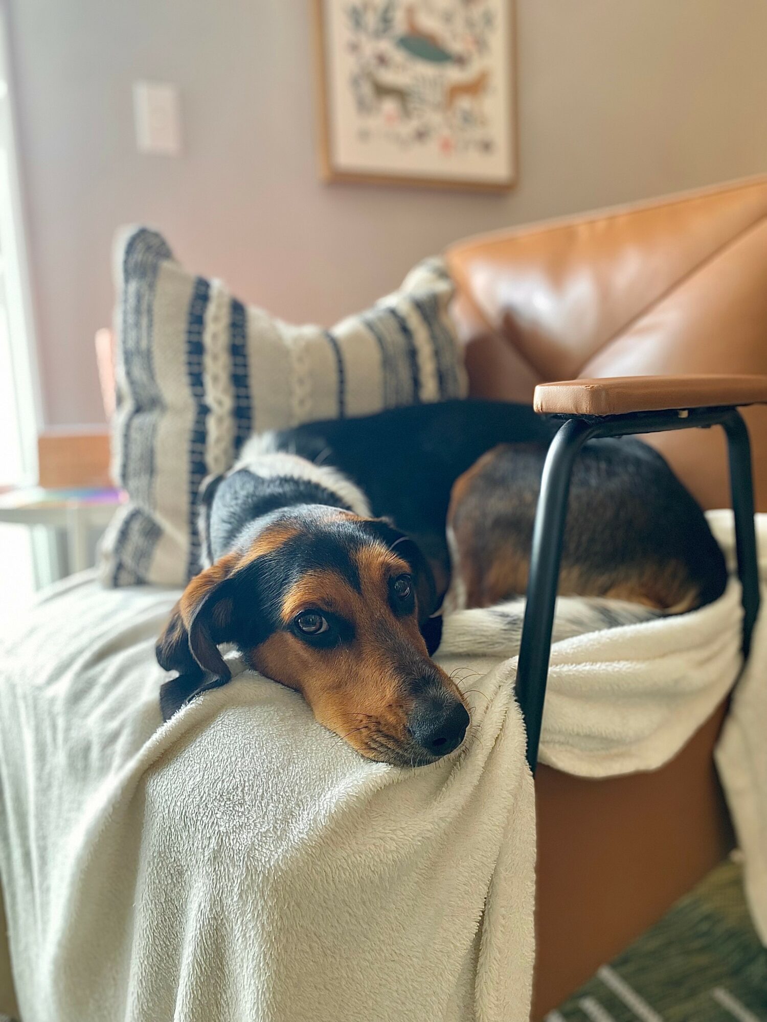 Dog resting on a blanket on a sofa, with a pillow and framed artwork in the background.