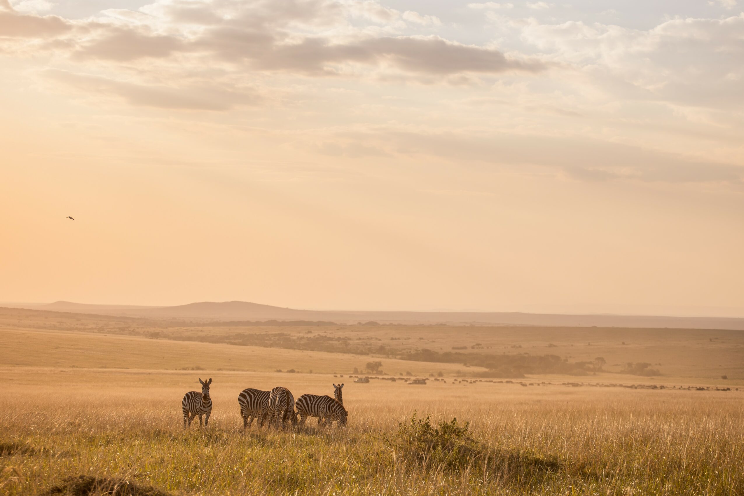 Open grassland with a group of zebras and a sunset sky, distant hills in the background.