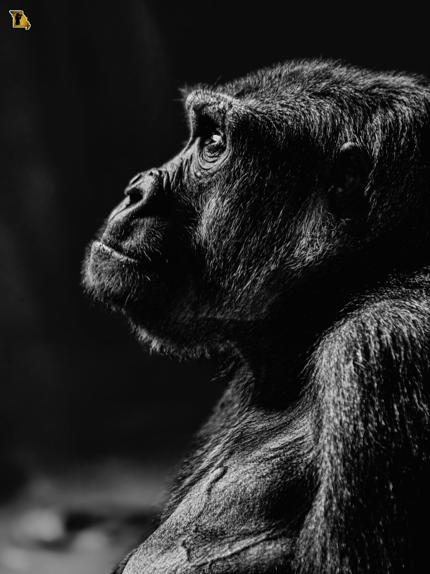 Close-up of a gorilla's face in profile, showing detailed fur and contemplative expression, black and white image.