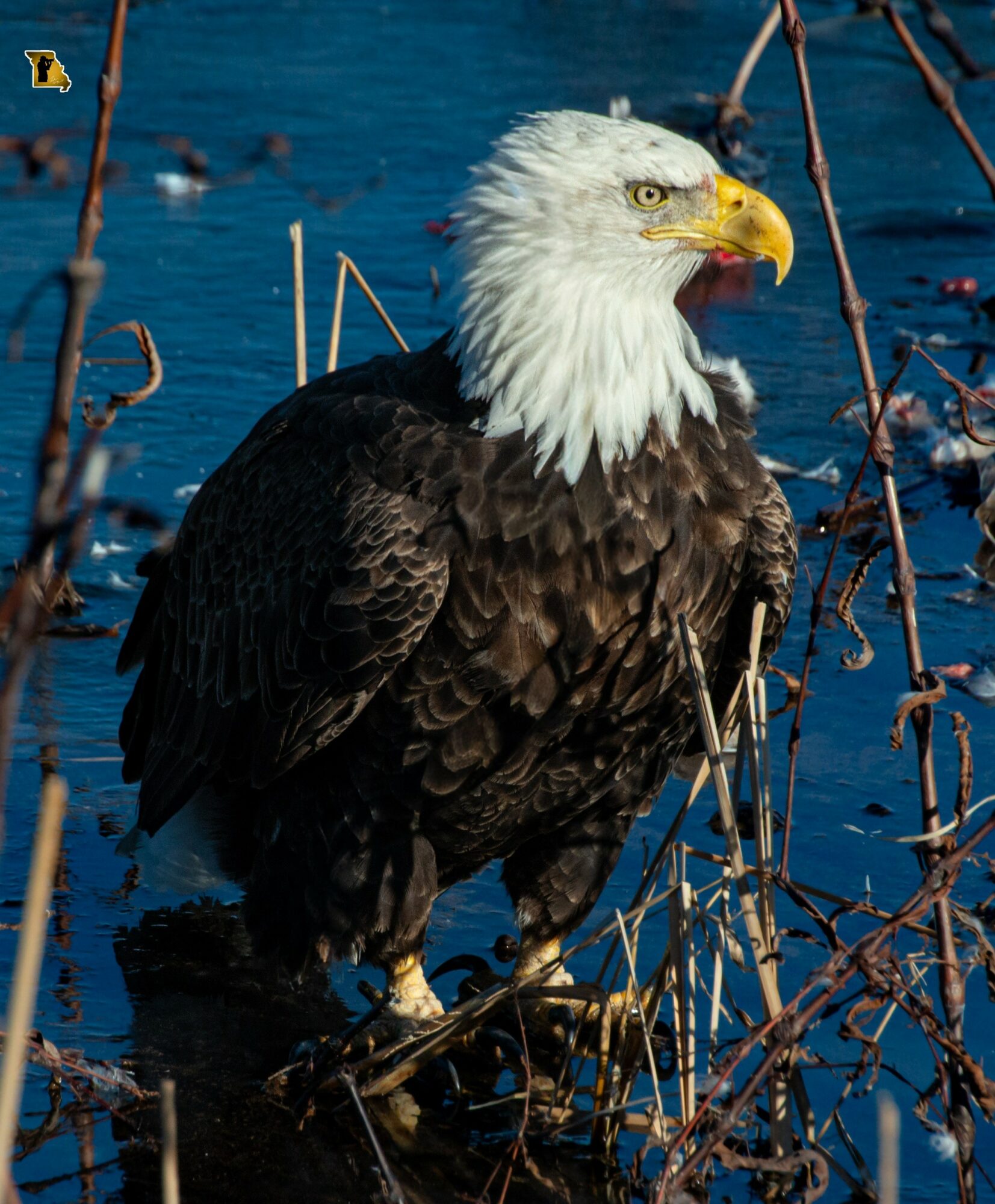 Bald eagle perched on branches near water, with a white head, yellow beak, and dark body feathers.