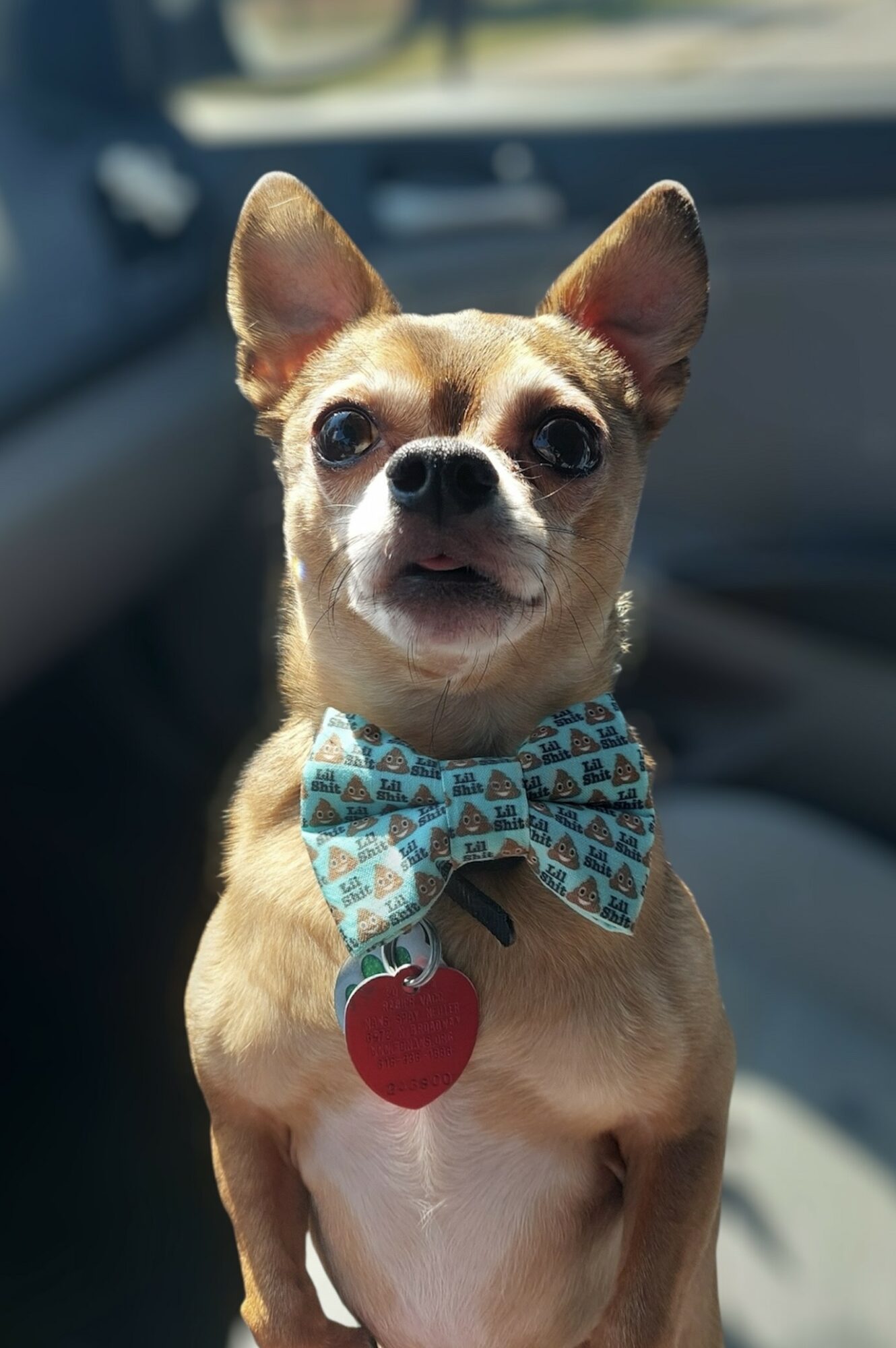 Small dog with a blue patterned bow tie and red tag, sitting inside a vehicle, facing forward.