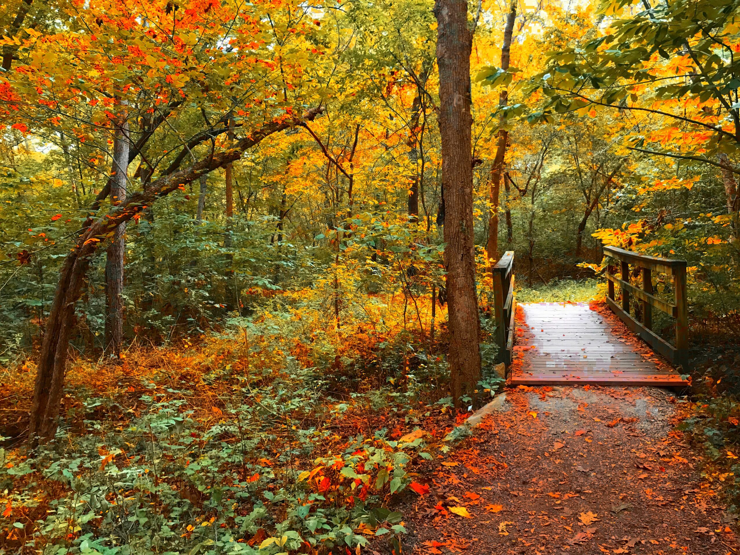 Pathway with a small bridge through a forest with autumn-colored leaves, trees, and foliage.