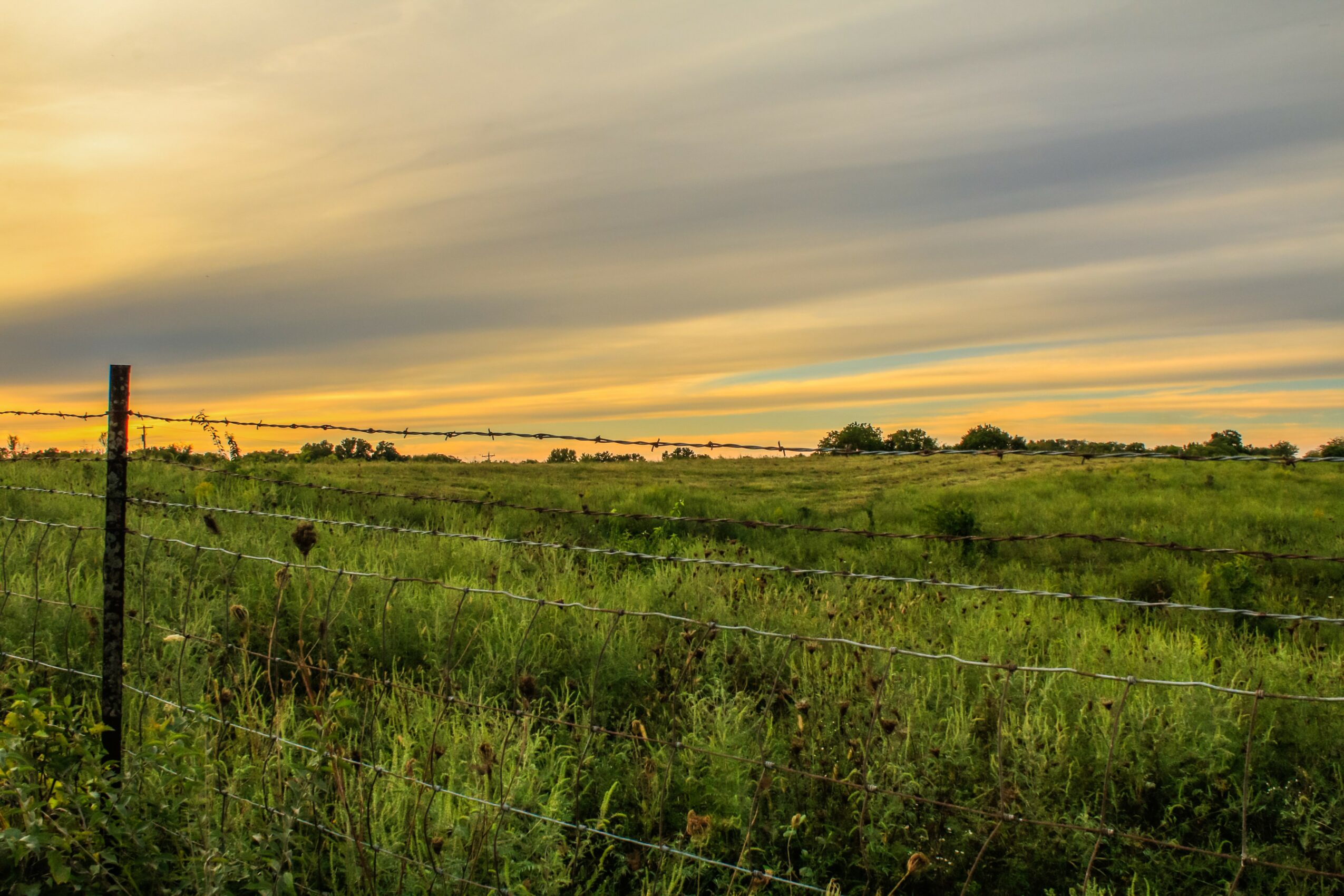 Open field with green grass and a barbed wire fence under a cloudy sky at sunset.