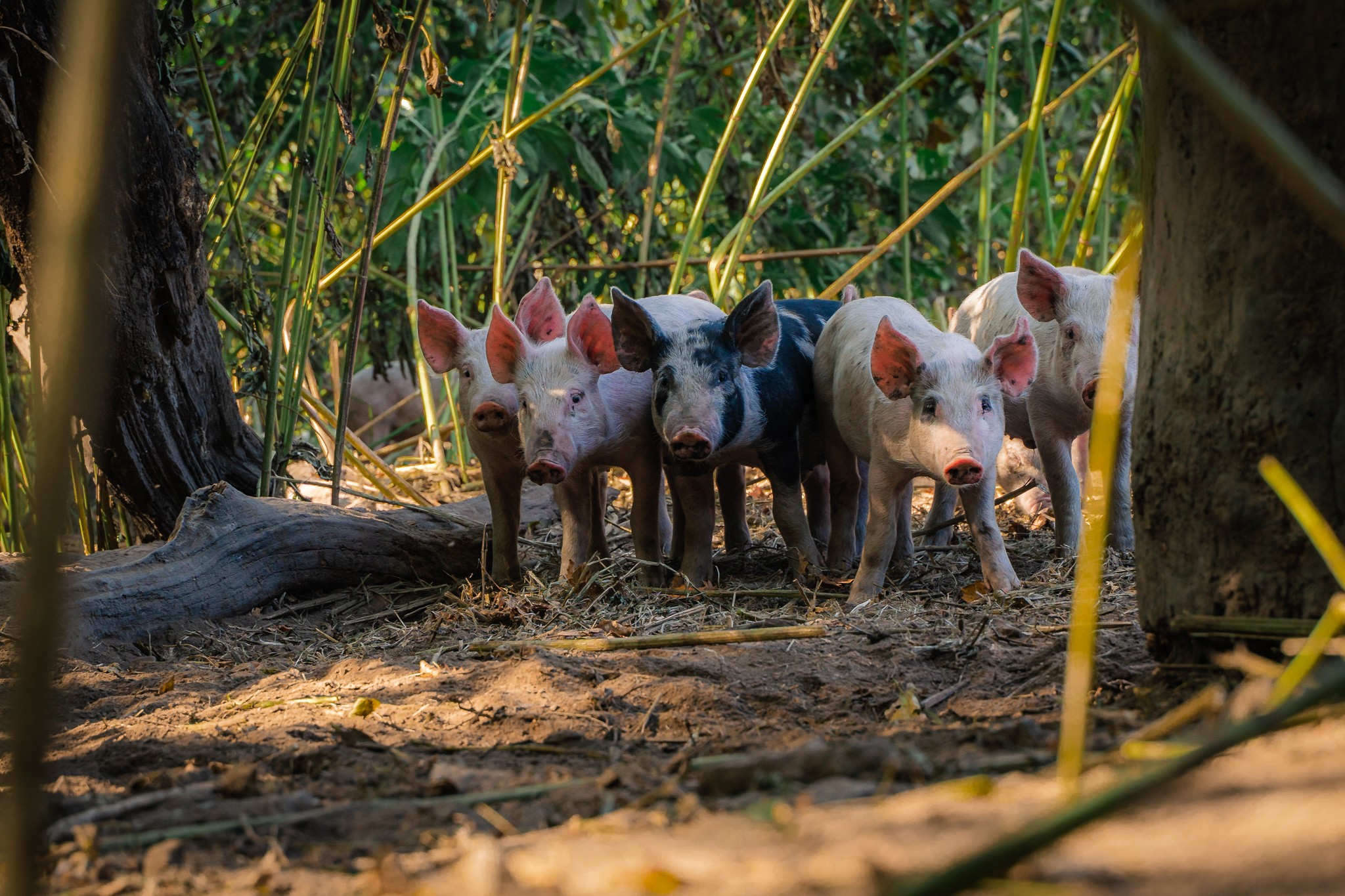 Group of piglets standing on dirt ground among tall grass and trees outdoors.