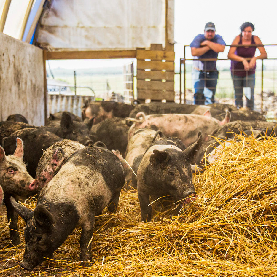 Pigs inside a barn with two people observing from a balcony, hay on the ground, wooden and metal structures.