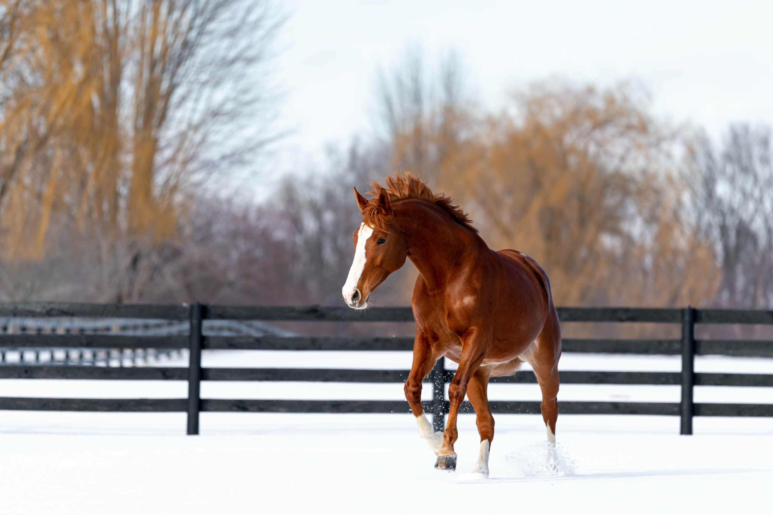 A brown horse runs in a snow-covered paddock with a black fence and leafless trees in the background.