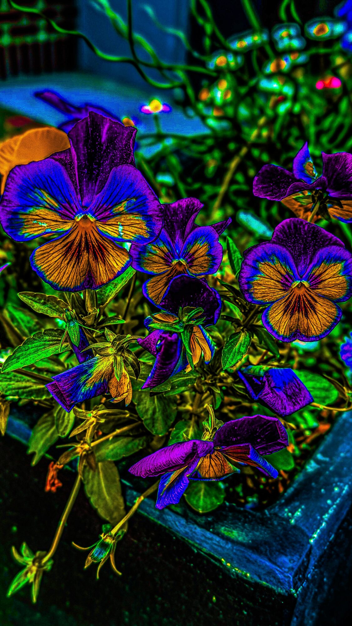 Colorful flowers with purple, orange, and yellow petals in a garden setting.
