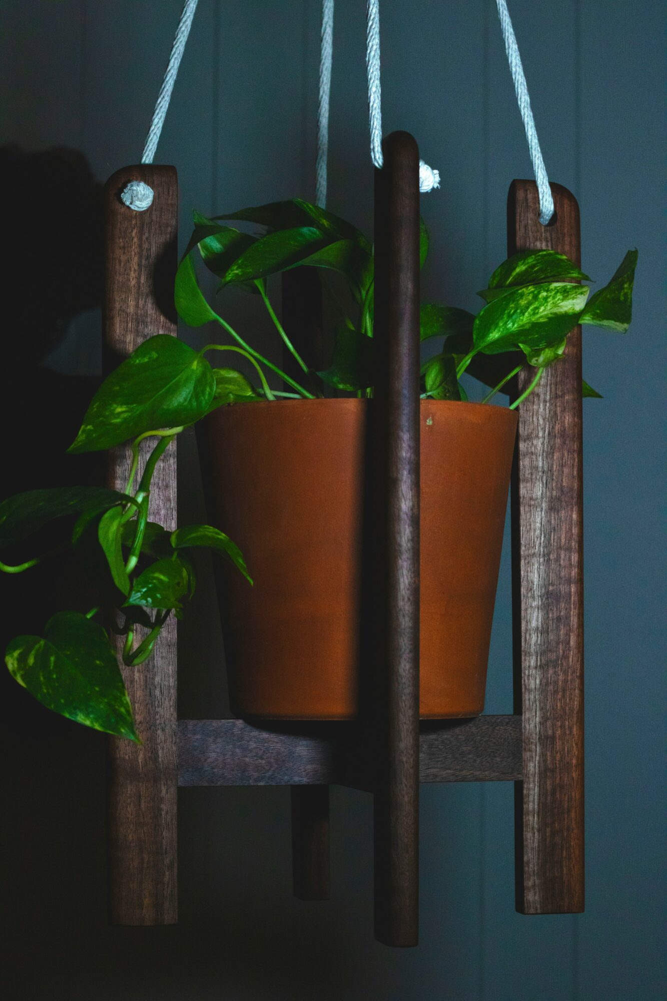 Hanging potted plant with green leaves on a wooden stand against a dark background.