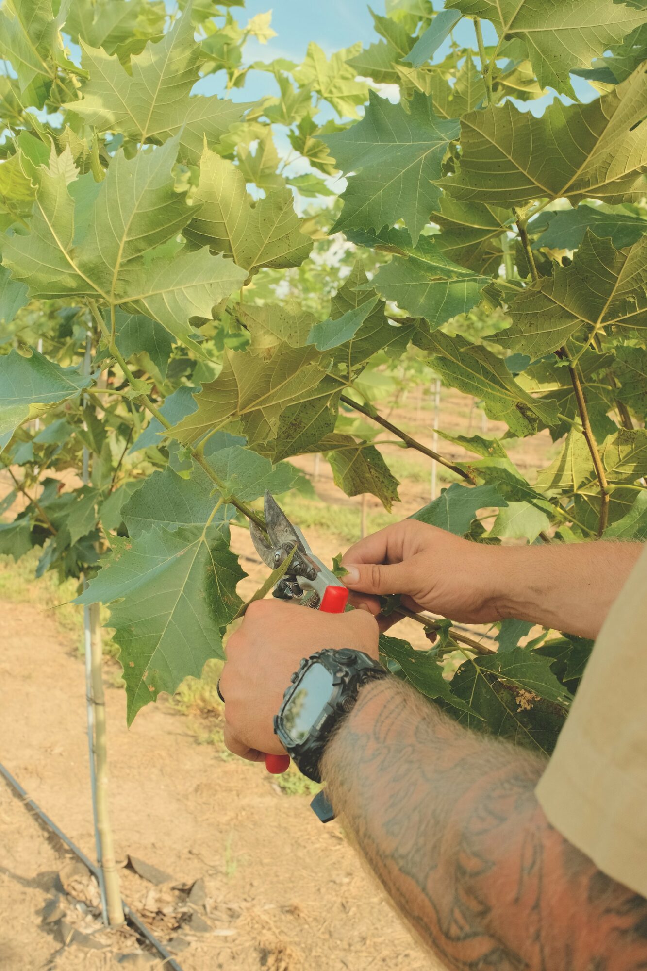 Person with tattooed arm using pruning shears on a green leafy plant outdoors.