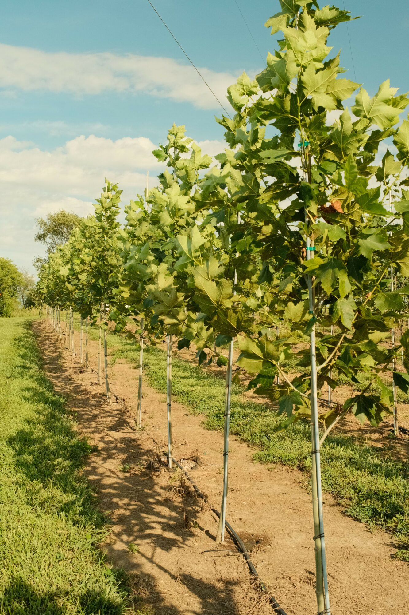 Vineyard with rows of grapevines under a partly cloudy sky, viewed from ground level.