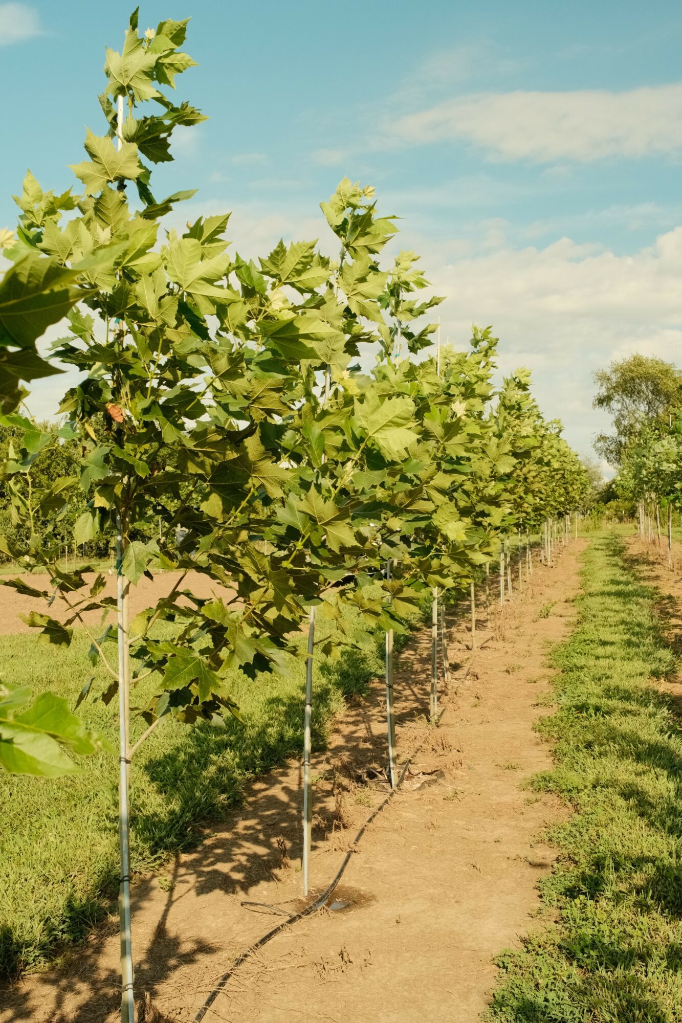 Vineyard with rows of grapevines under a blue sky, sunlight casting shadows, and a tree in the background.