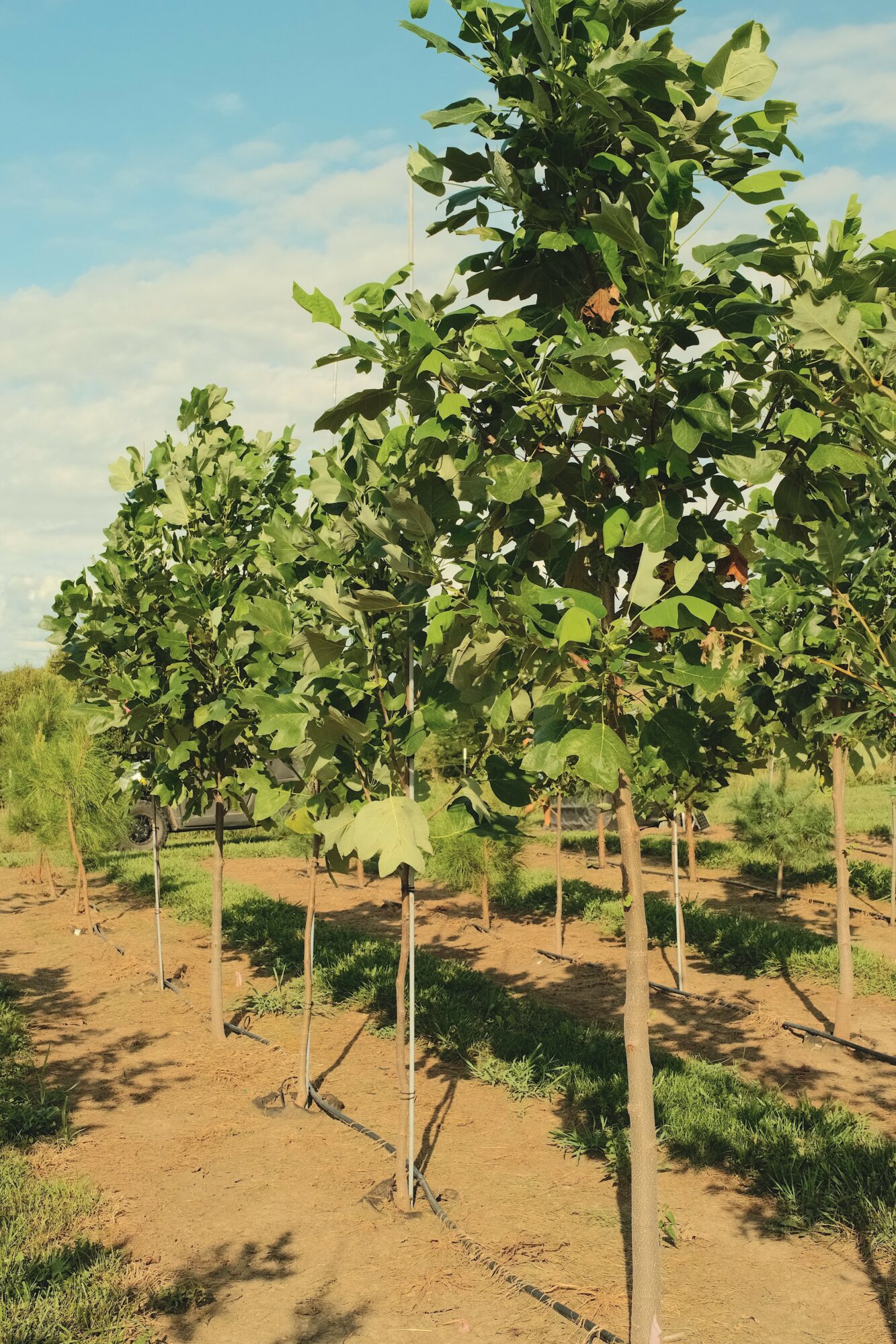 Young trees with green leaves planted in a field under a blue sky, supported by stakes, with shadows on the ground.