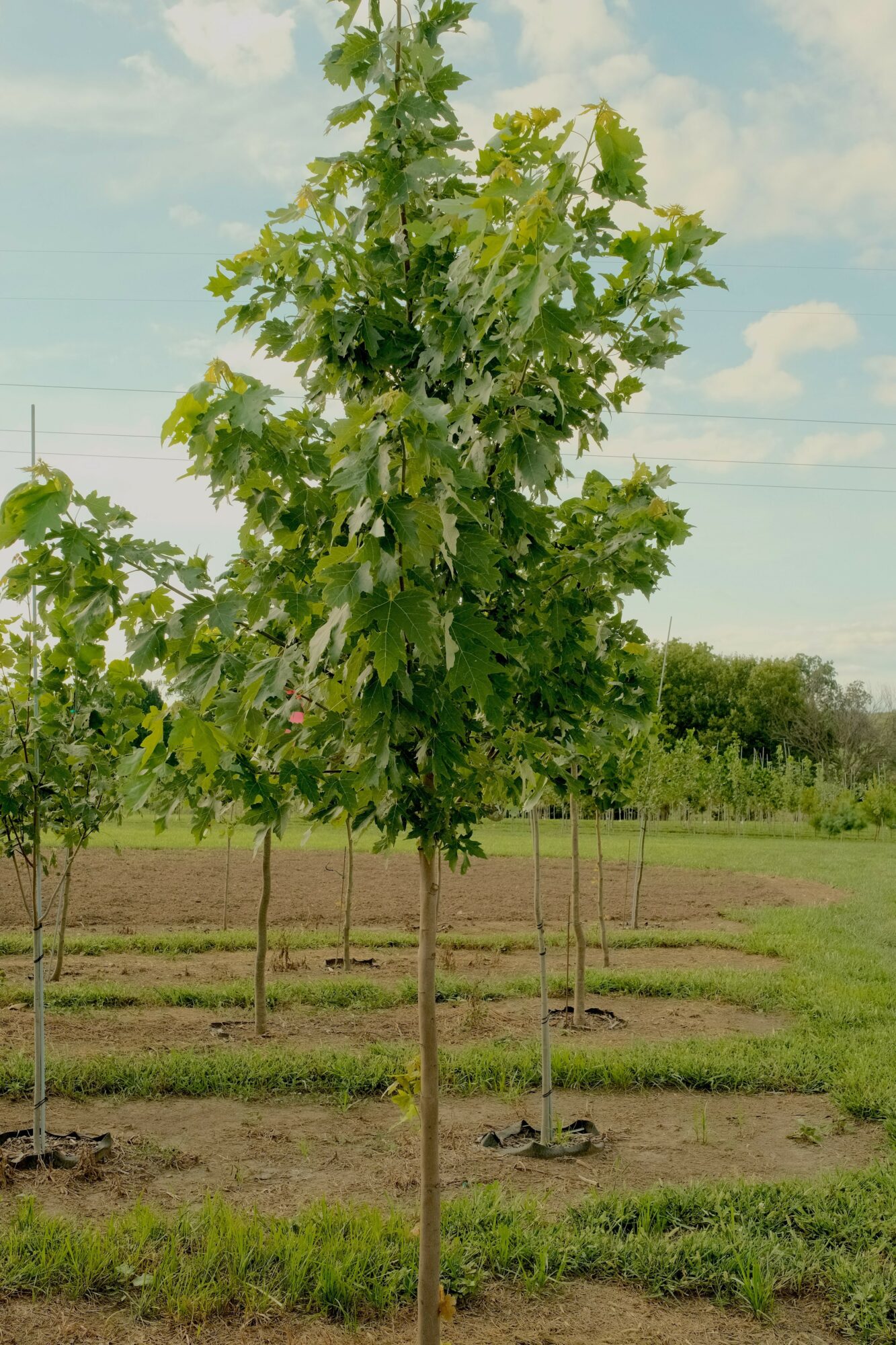 Young tree with green leaves in a field, with rows of soil and other trees in the background, under a partly cloudy sky.