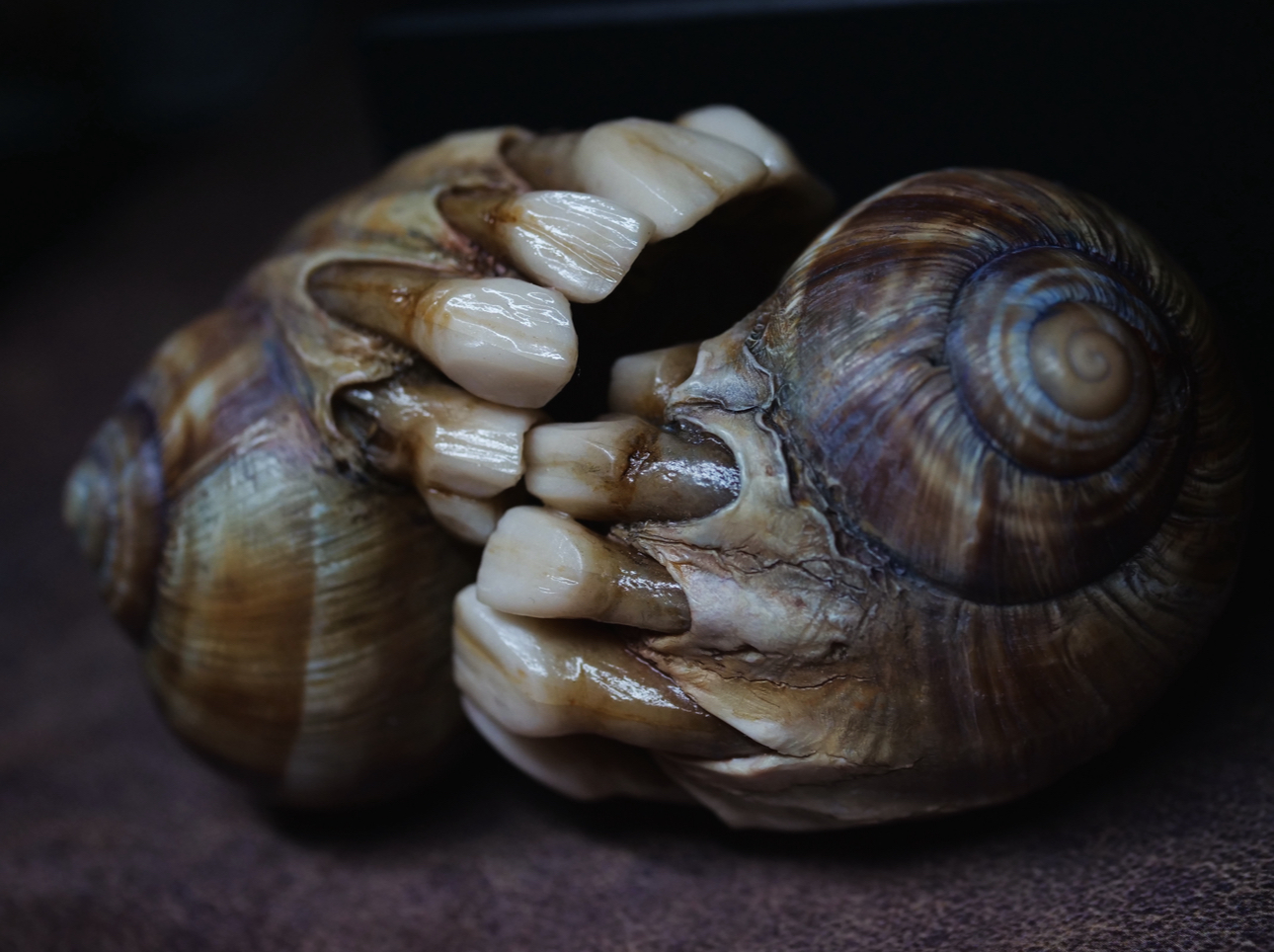 Two snail shells with teeth-like structures inside, dark background, close-up view.