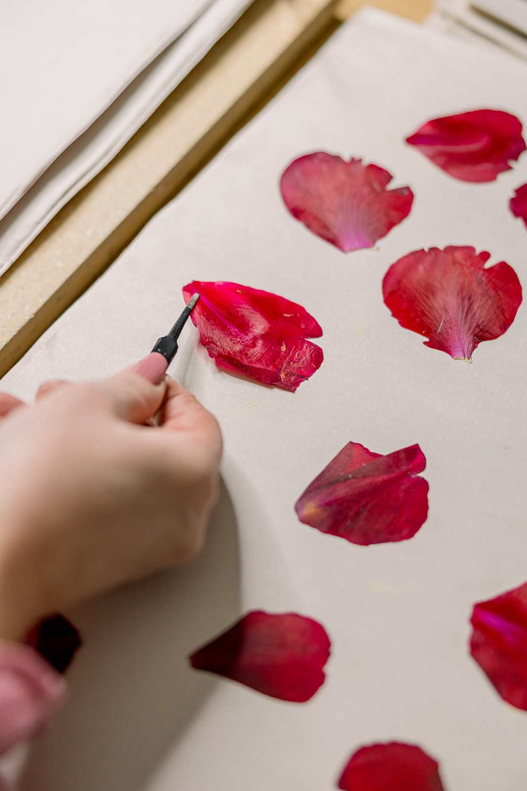 Person's hand holding a tool, arranging red rose petals on white paper, with more petals nearby.