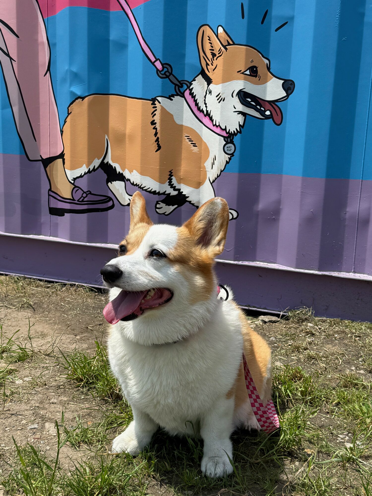 Two corgi dogs outdoors, one sitting on grass and the other depicted in a cartoon background, both with open mouths and tongues out.