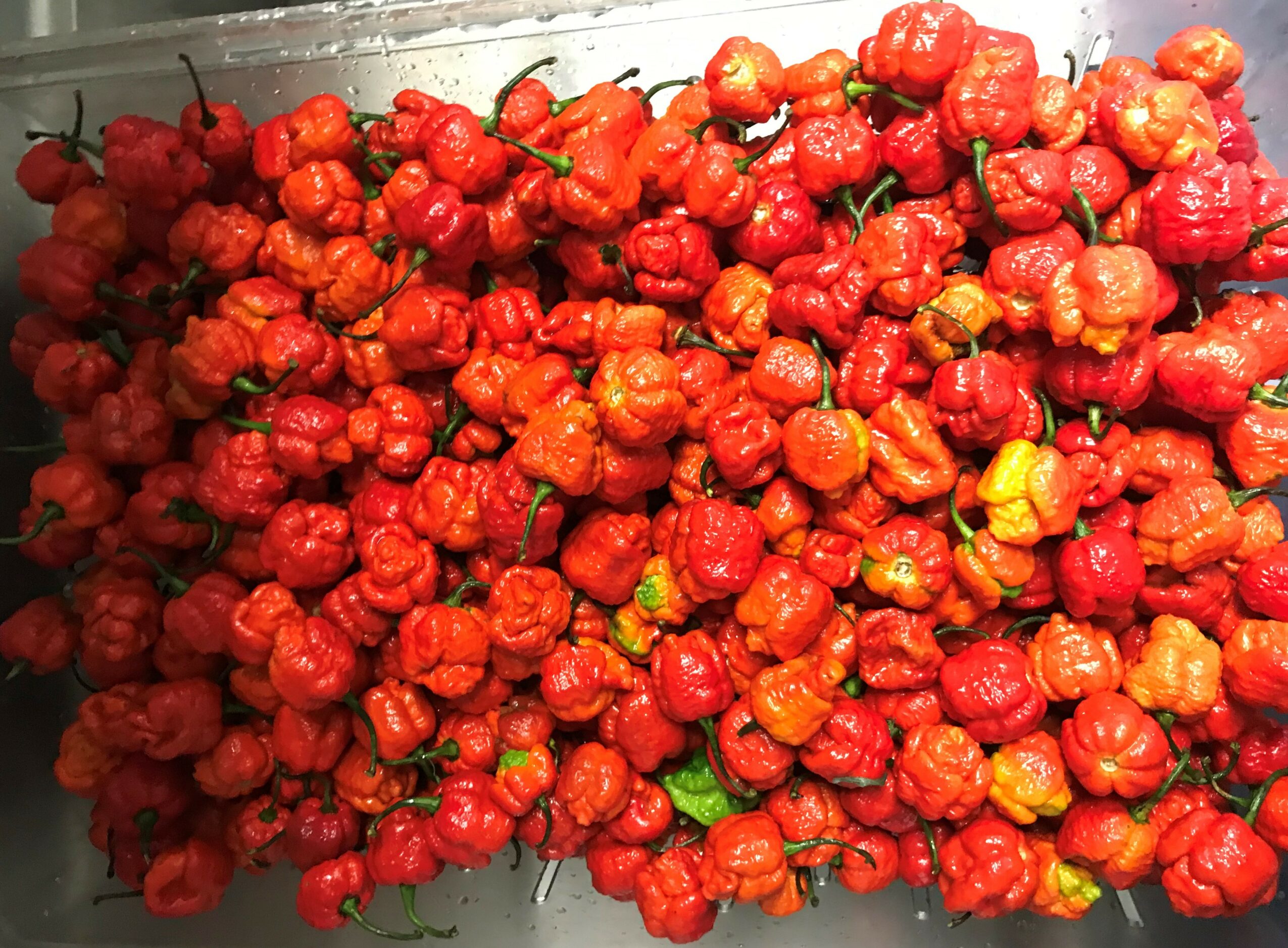 Pile of red and orange peppers with some green stems, on a metallic surface.