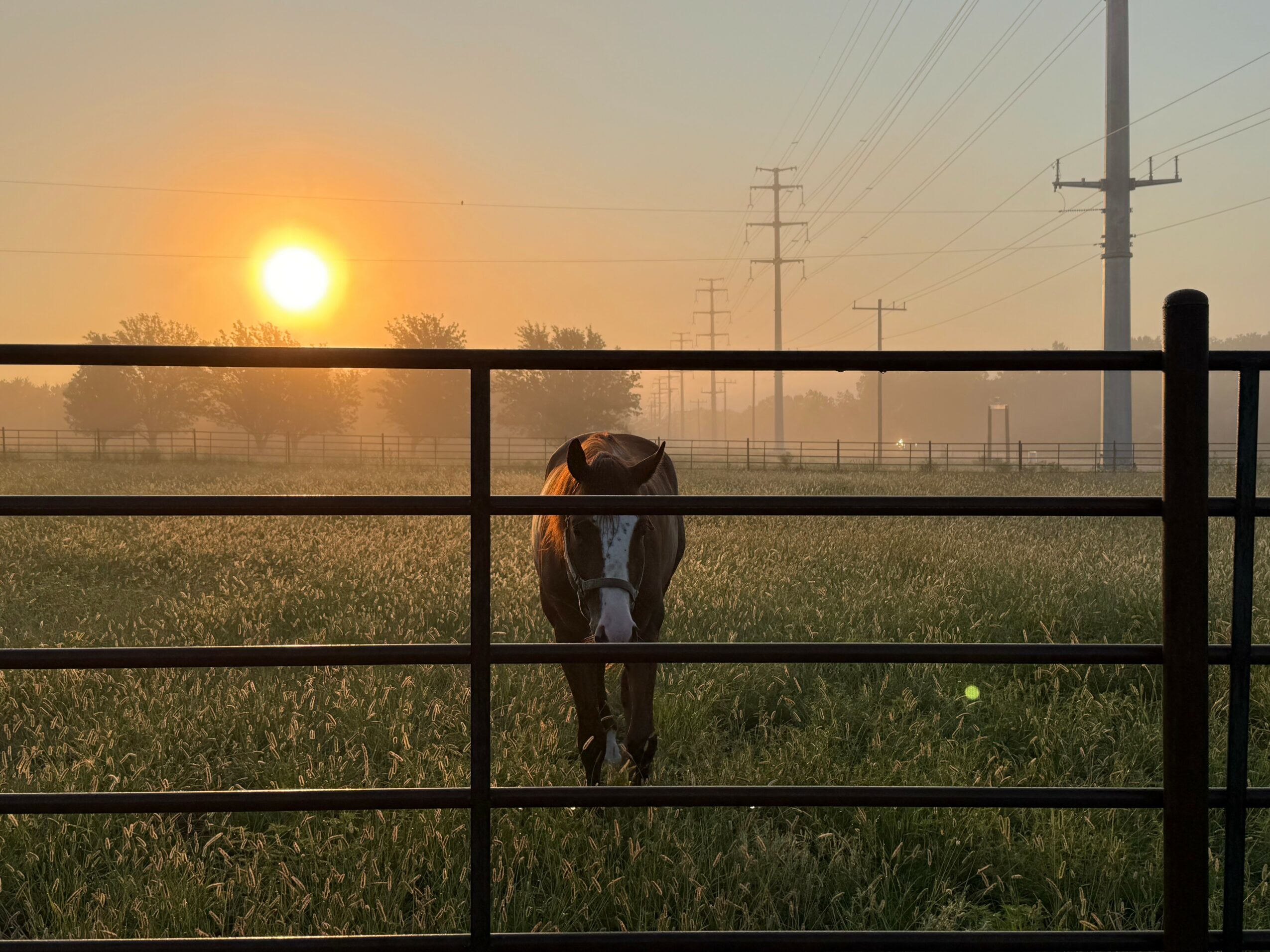 Horse standing in a grassy field with a sunset in the background, power lines, and a fence in the foreground.