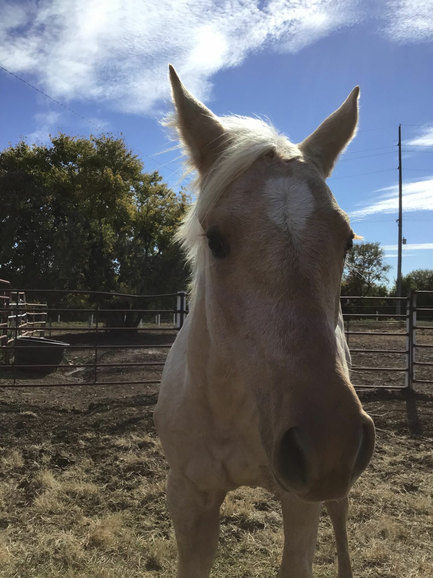 A white horse standing outdoors with a blue sky and trees in the background.