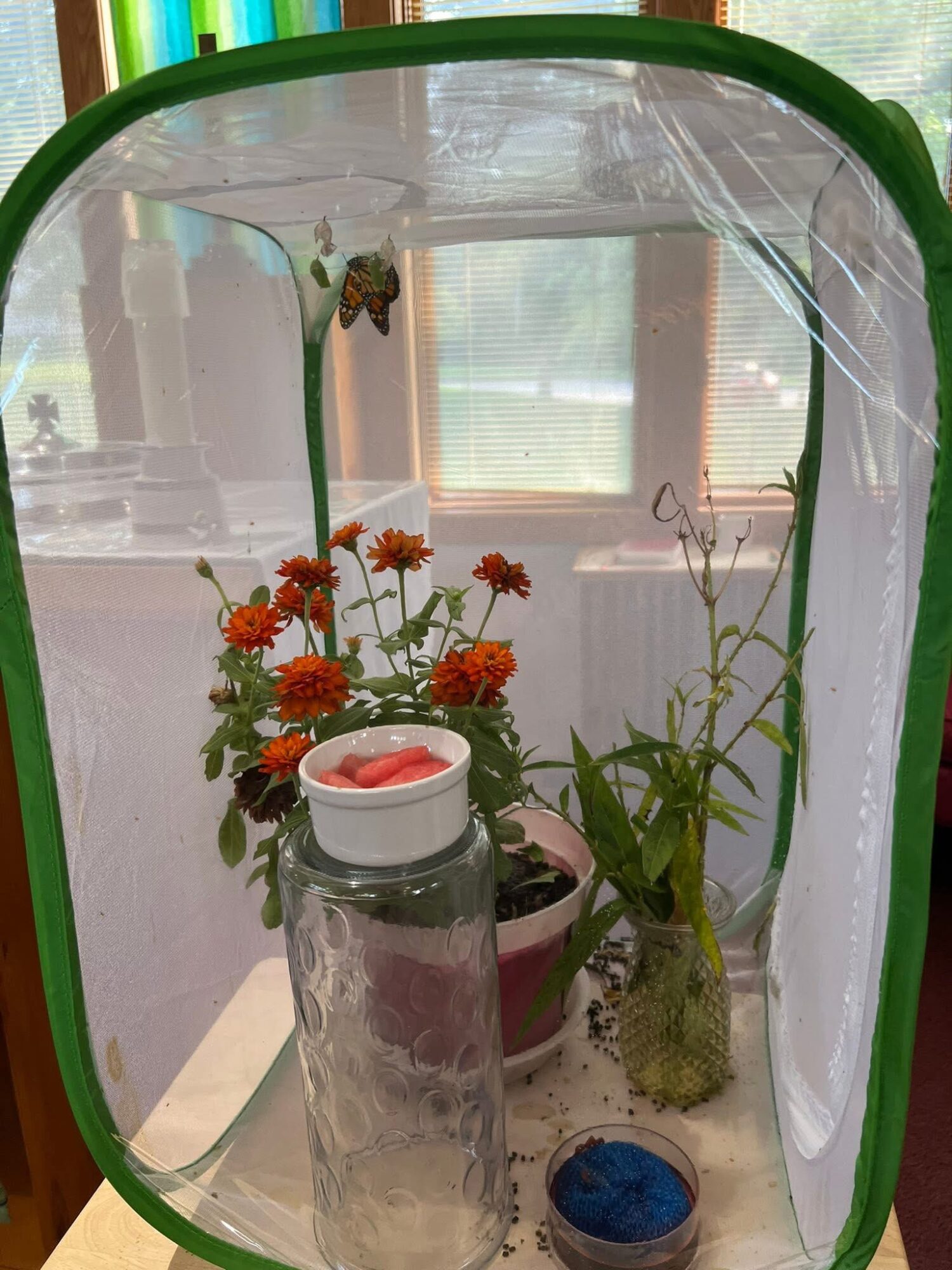 Indoor plant enclosure with flowers, a butterfly, and a glass container, near a window with blinds.
