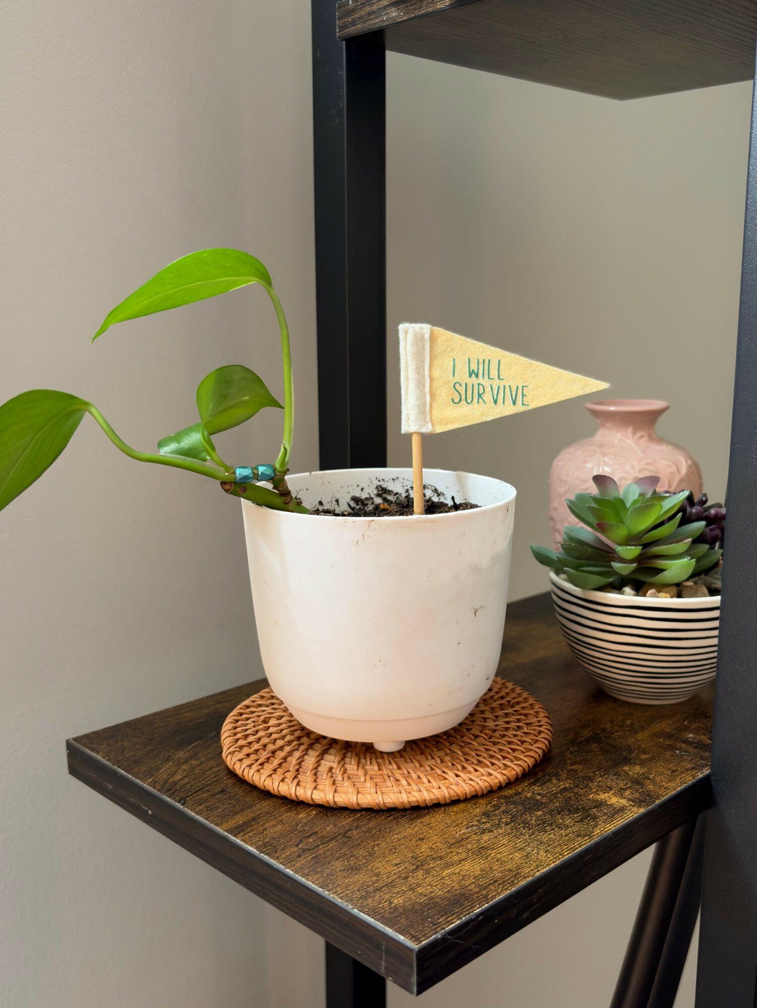 Potted plant with green leaves on a wooden table, small flag reading 'I will survive', and decorative items nearby.