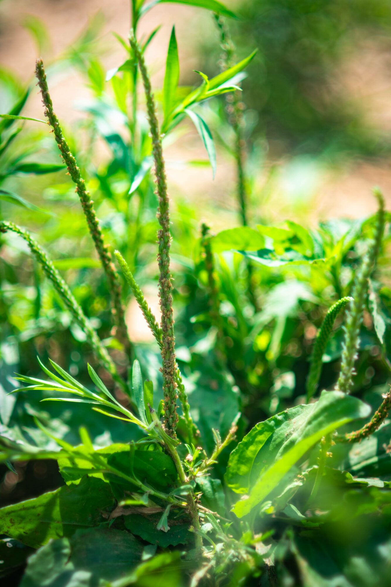 Close-up of green plants and tall, thin, fuzzy stems in sunlight, with blurred background of foliage.