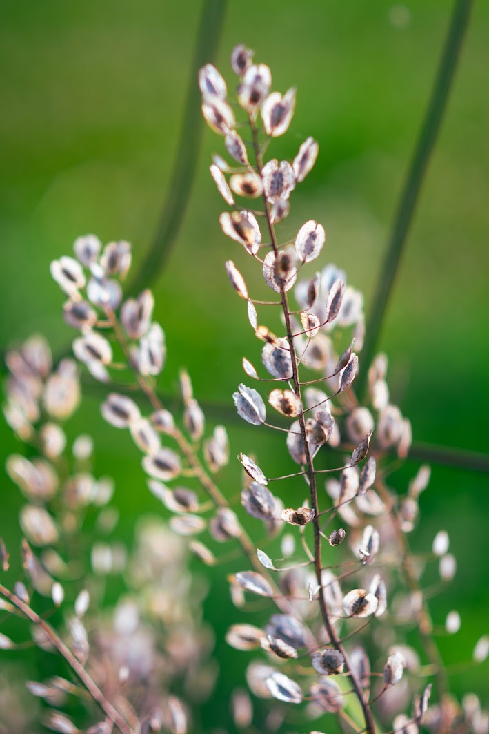 Close-up of flowering plant with small white and purple flowers on tall stalks, green blurred background.