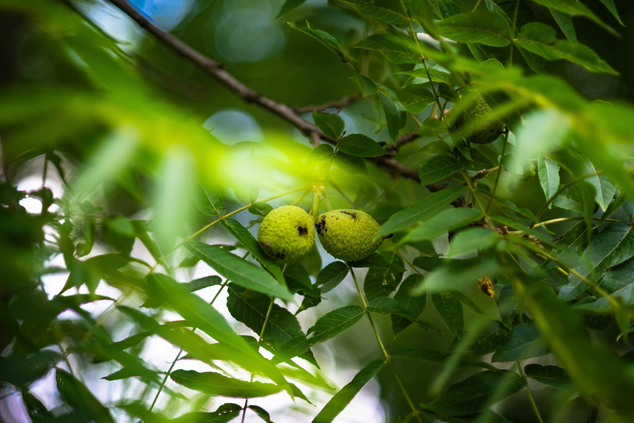 Two green, round fruits hanging among green leaves on a tree branch.
