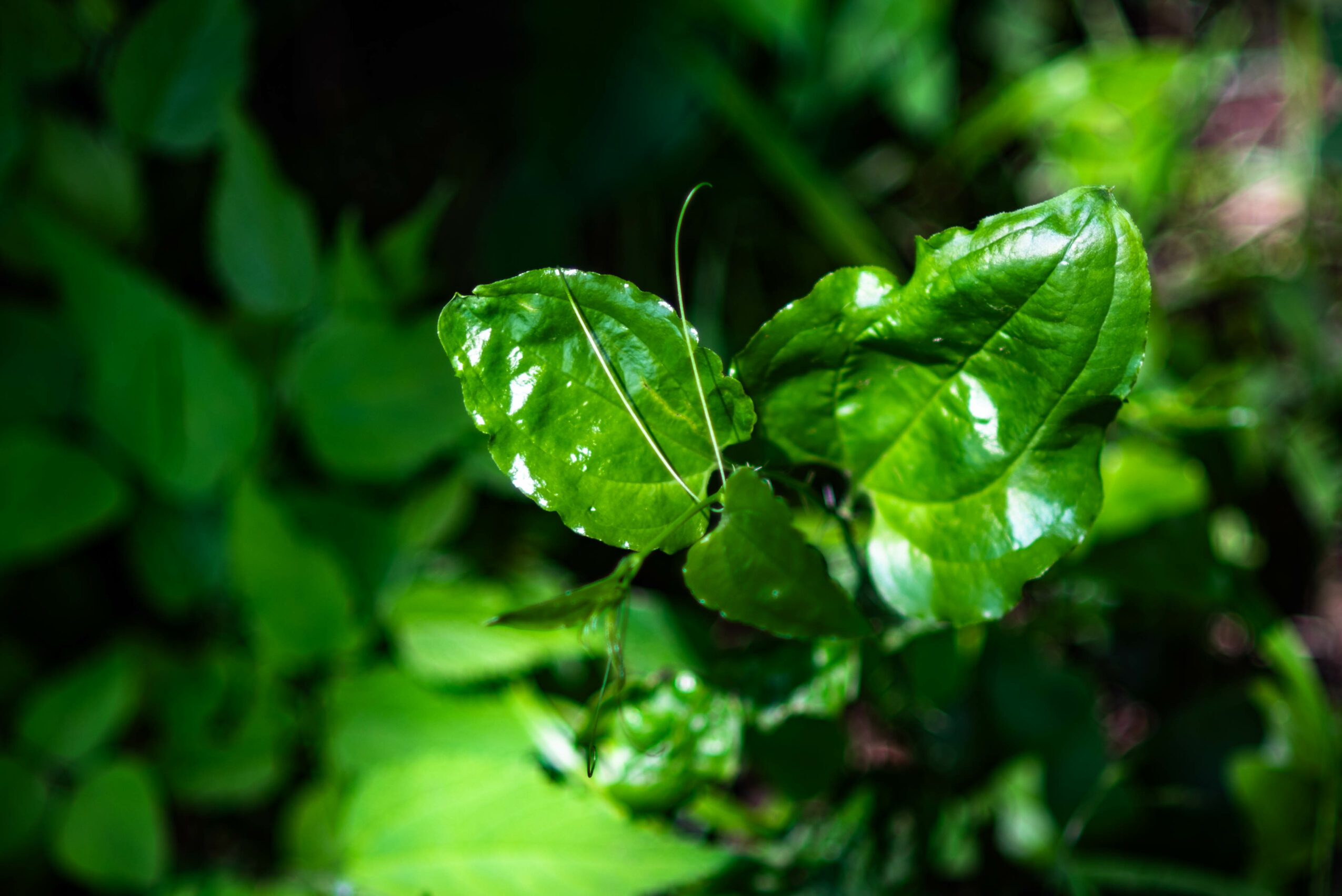 Close-up of shiny green leaves on a plant with blurred green foliage in the background.