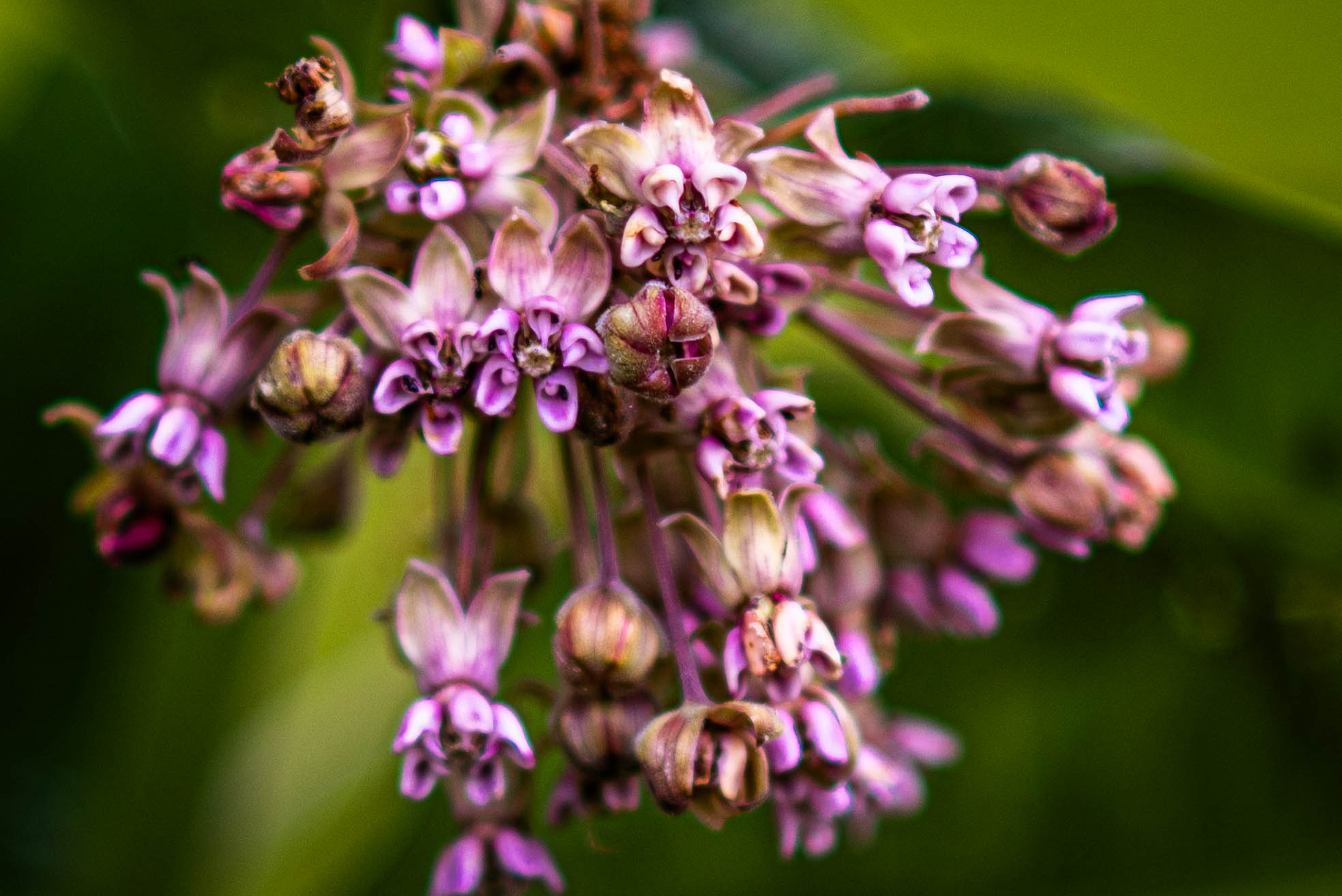 Cluster of small pink and purple flowers with green leaves in background.