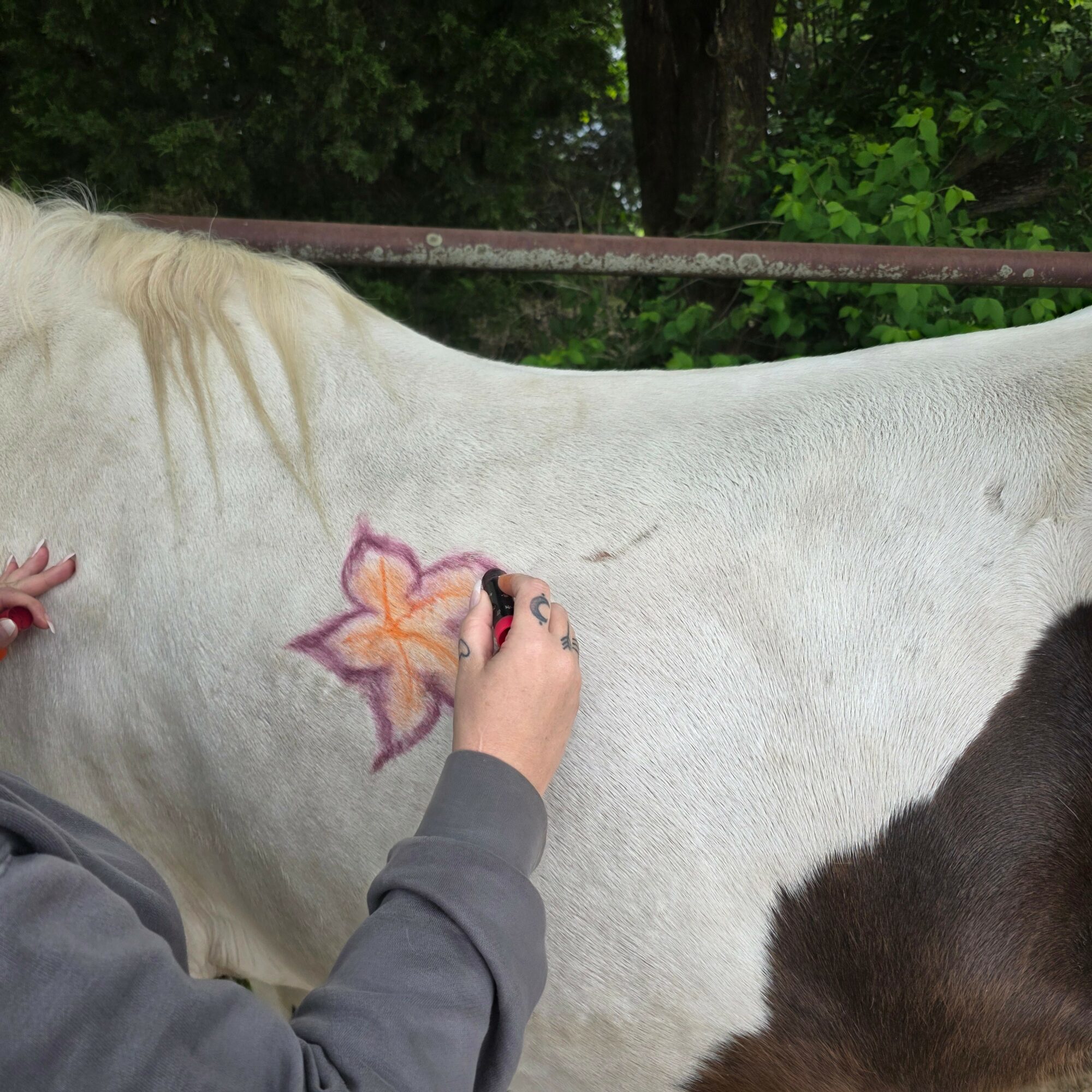 Person painting a pink and orange flower on a white horse's side outdoors, with green trees in the background.